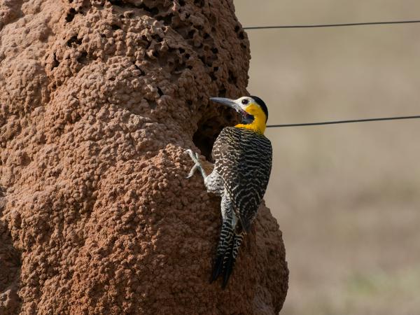 Camposgrondspecht (Colaptes campestris)